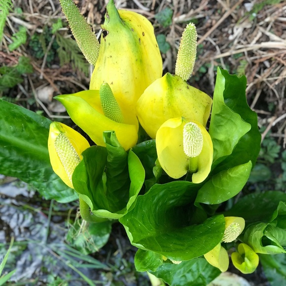 Meet your Posher, Angelina - Picture 1 of 1